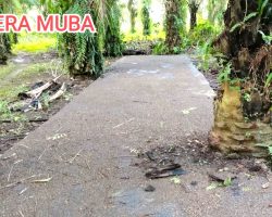 Pohon Sawit di Badan Jalan, Proyek Aspirasi Dewan di Sanga Desa Terkesan Asal Jadi