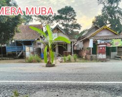 Jalan Rusak Dan Berdebu, Masyarakat Desa Sereka Tanam Pohon Pisang di Jalan