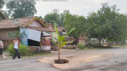 Debu dan Lubang Parah, Warga Desa Sereka Protes dengan Tanam Pohon Pisang di Jalinteng