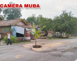 Debu dan Lubang Parah, Warga Desa Sereka Protes dengan Tanam Pohon Pisang di Jalinteng