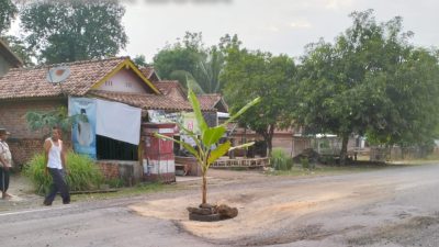 Debu dan Lubang Parah, Warga Desa Sereka Protes dengan Tanam Pohon Pisang di Jalinteng