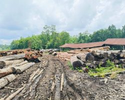 Sawmill di Desa Beruge Beroperasi Diduga Tidak Kantongi Izin