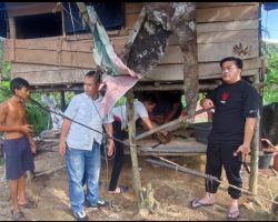 Ops Senpi Musi 2025, Warga Petaling Diciduk Polsek Sanga Desa, Kedapatan Simpan Senpira dan Amunisi